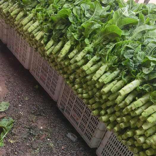 兰陵县万亩三青圆叶莴笋，大量上市中