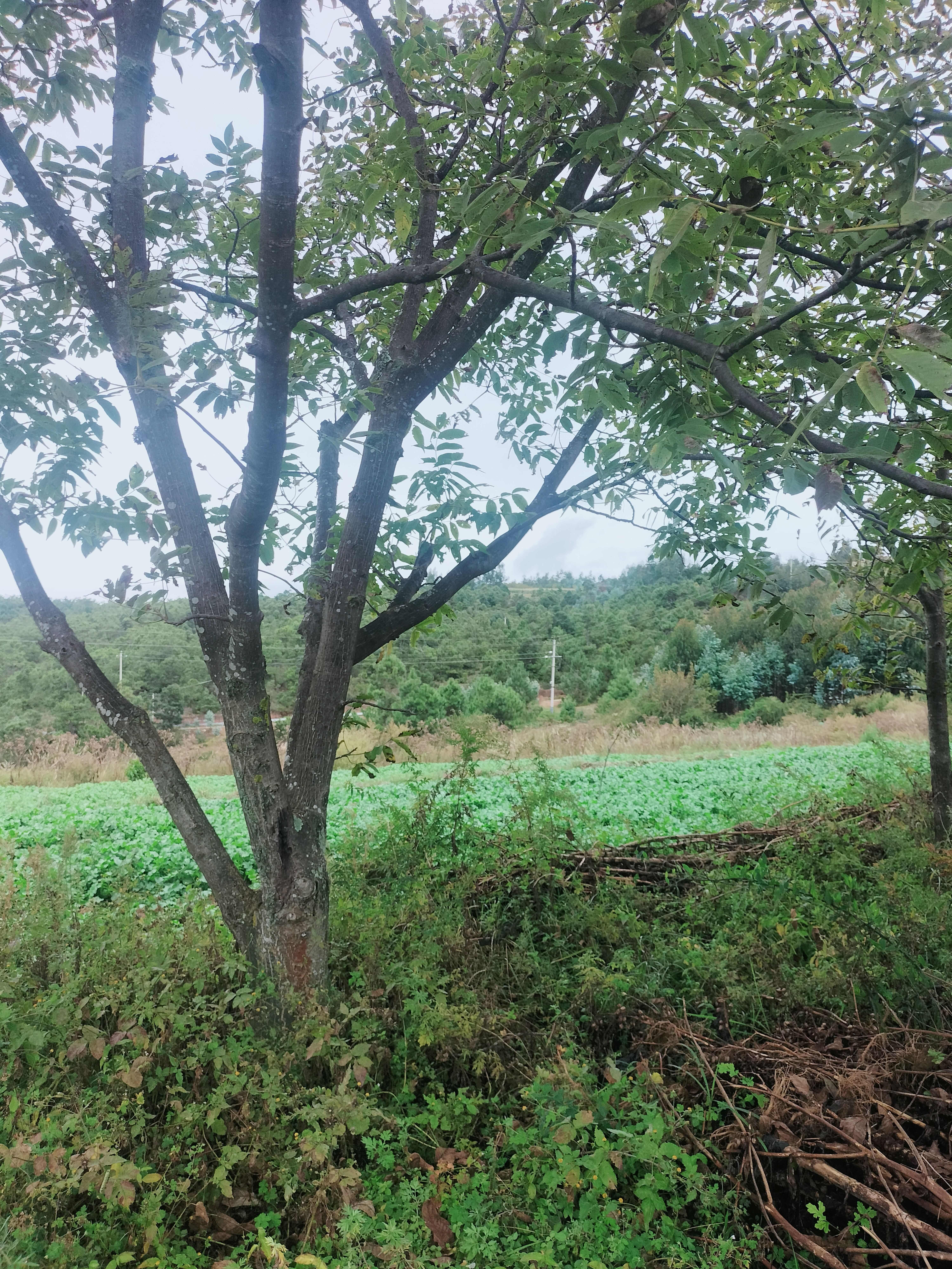 自产自销】云南薄皮老树核桃农家种植产地直销一手货源全国发货