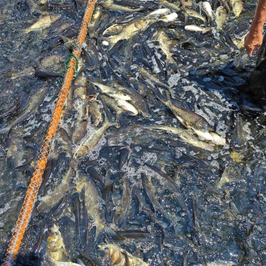 二类水水库里的大头鱼花鲢