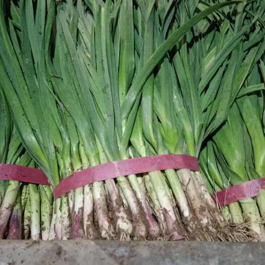 封丘县红根蒜苗