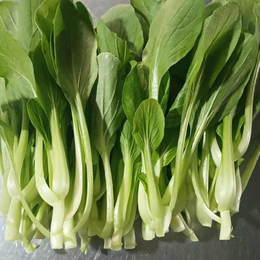 本人专业从事鸡毛菜，芥兰苗，广东菜心配送，欢迎来电