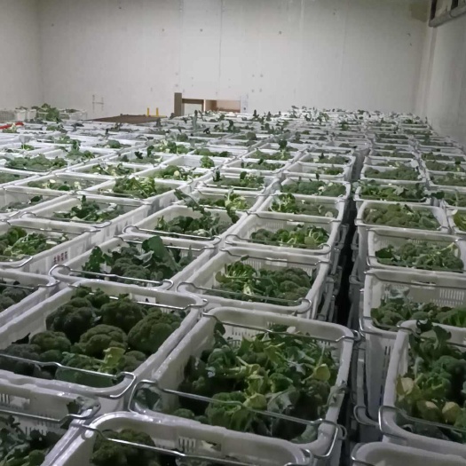 西兰花大量出售，价格优惠
