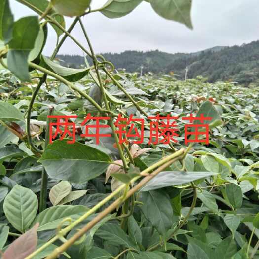 优质钩藤苗，随种随有想法种植可以平台上打我电话联系