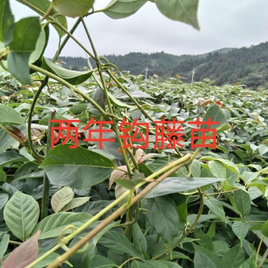 靖州县优质钩藤苗，随种随有想法种植可以平台上打我电话联系