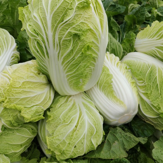 山东黄心，白菜，泰安肥城黄心白菜三号白菜济南黄心菜平阴白菜