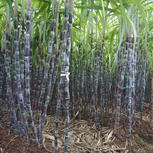 黑皮甘蔗，味道甘甜，价格实惠