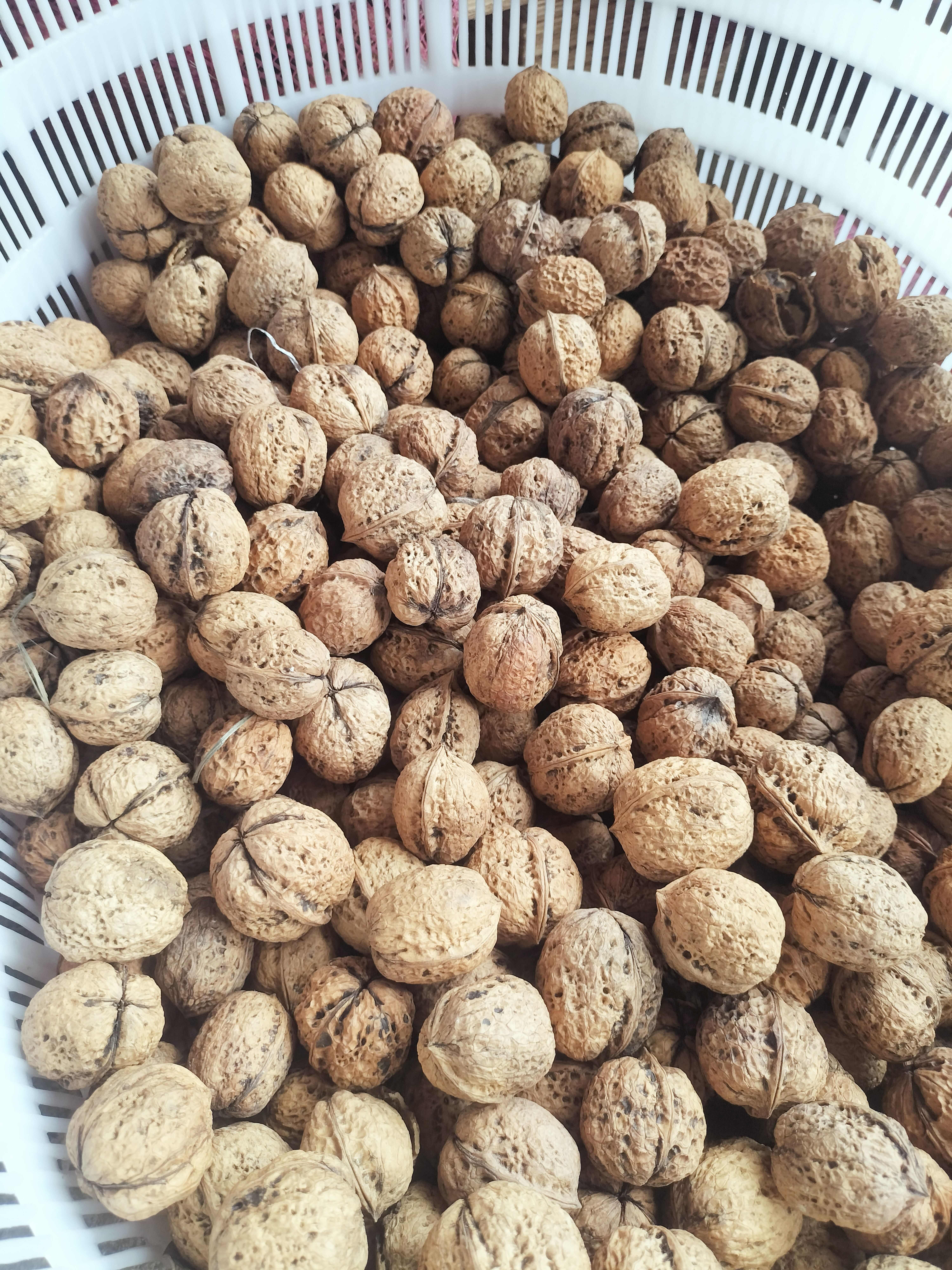 自产自销】云南薄皮老树核桃农家种植产地直销一手货源全国发货