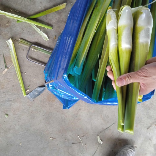 茭白新鲜上市