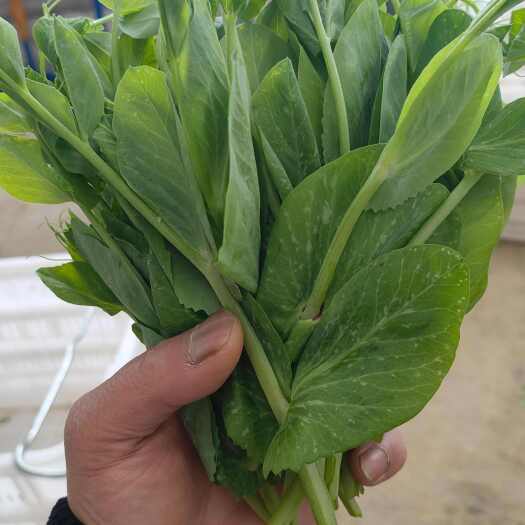 仁怀市豌豆苗