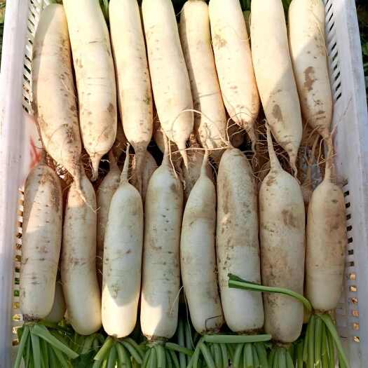惠来县白萝卜