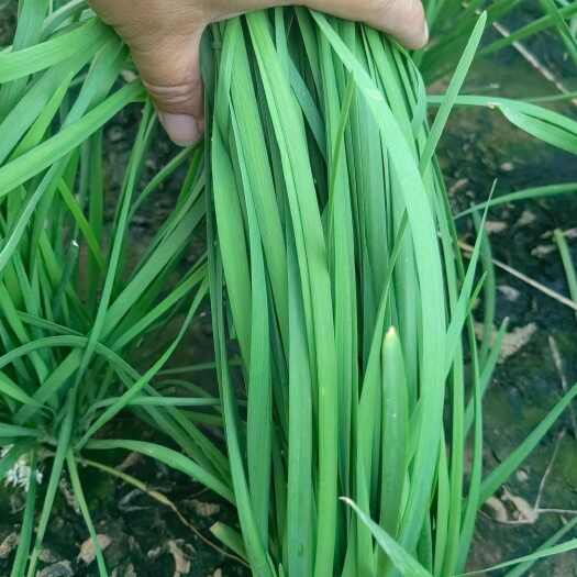 汝州市大叶韭菜