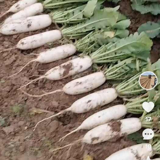 大名县白萝卜，精品，无虫眼，无裂口.条形好.