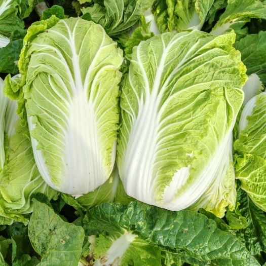 平阴县山东黄心菜，济南黄心土豆，北京三号菜平阴黄心菜北京三号菜
