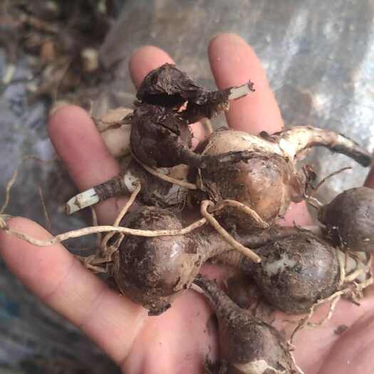 瓮安县 石蒜苗红花石蒜 庭院绿化工程用苗大量现货一斤约30-40个