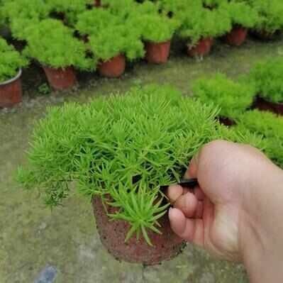 杭州黄金佛甲草大量供应，欢迎电话咨询