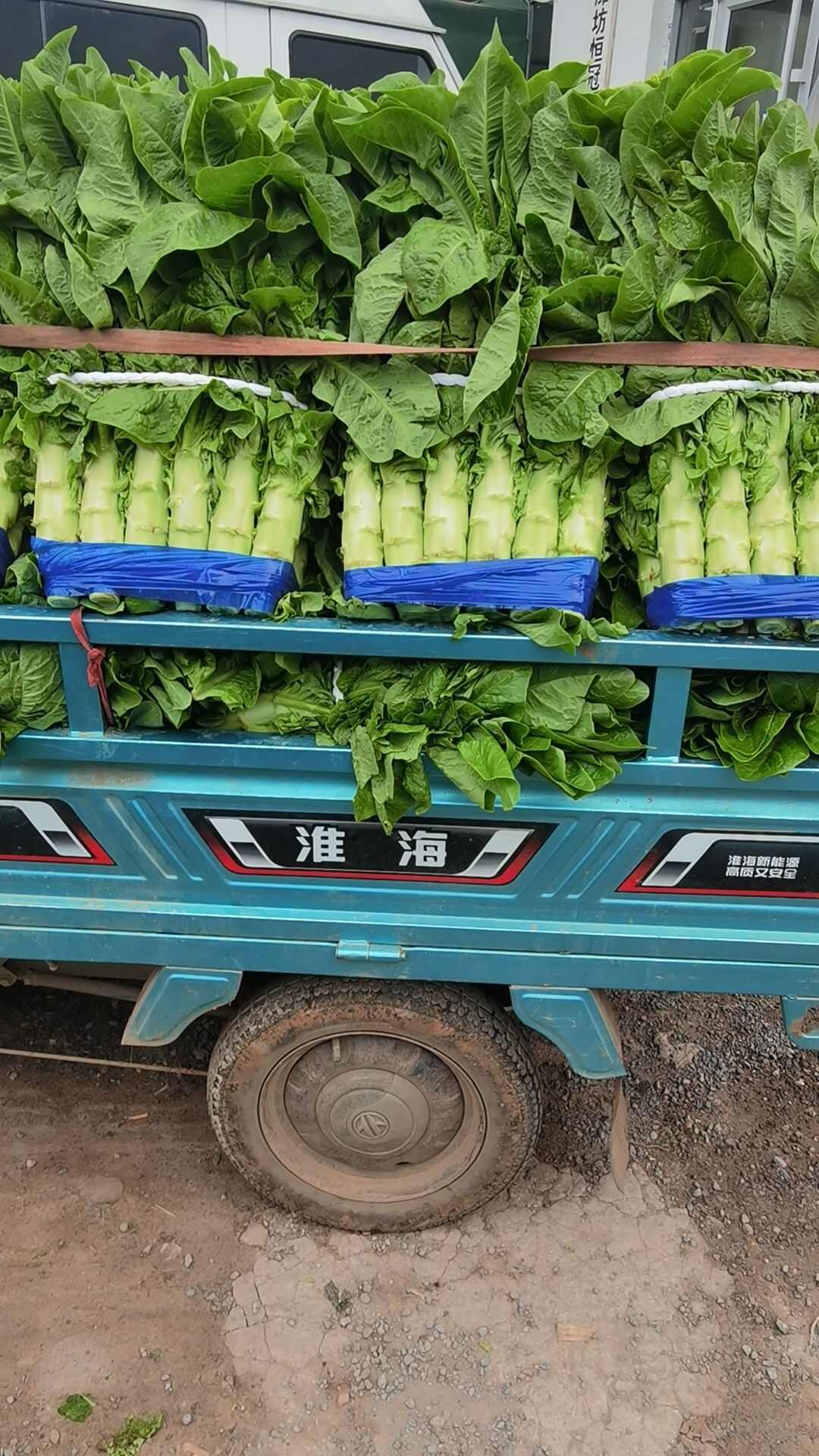 万亩三青圆叶莴笋，大量上市中