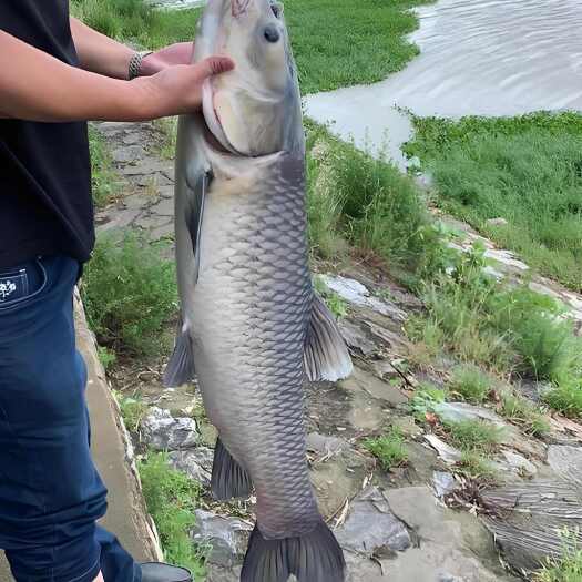 漳州青鱼