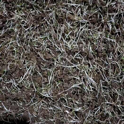 阜南县猫爪草苗芽