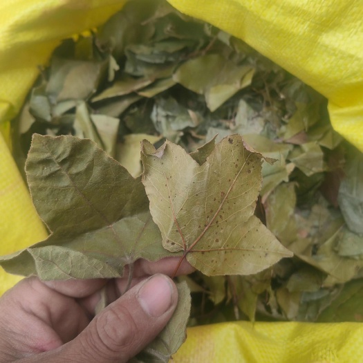 枫香树叶枫树叶新鲜枫香中草风树干产坐月子洗澡大八角叶