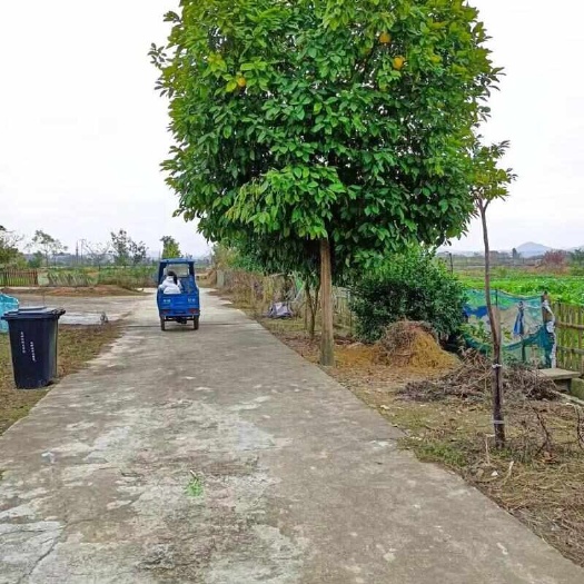 香泡树香橼树大量供应，欢迎电话咨询