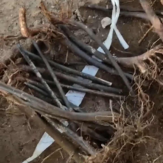 南漳县湖北省南漳县优质苦木中药材产地直发