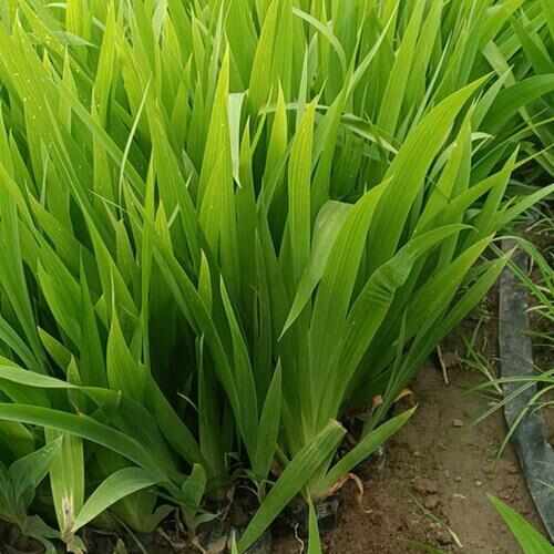 杭州鸳尾小苗大量供应，欢迎电话咨询