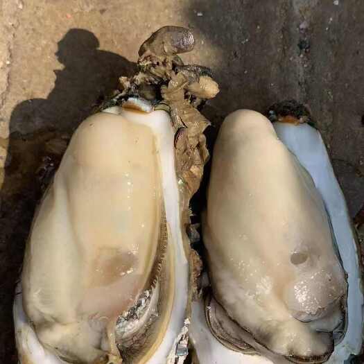 阳西县大  中   小蚝