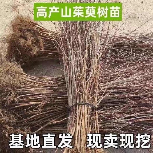 山茱萸树苗河南山萸肉中药材枣皮树山芋肉种苗基地直供量大从优