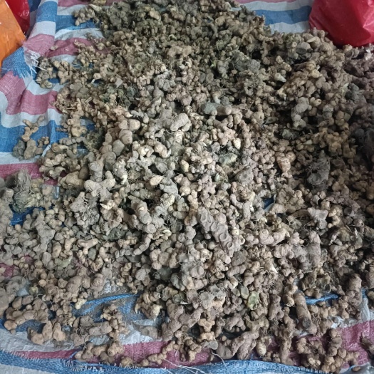惠州黄精