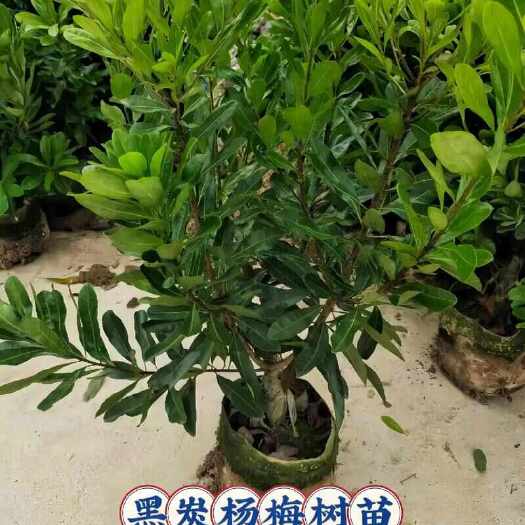 杭州杨梅树苗大量供应，欢迎电话咨询