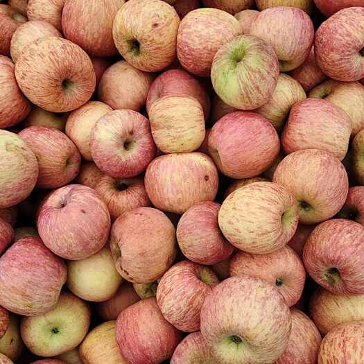 莱阳市烟台红富士，脆甜多汁不打蜡不上色，孕妇儿童随便吃