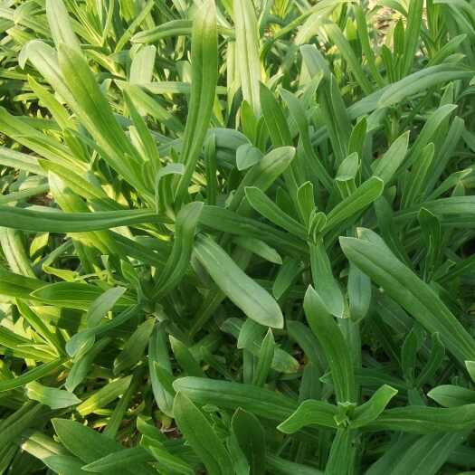 聊城新鲜面条菜 山东聊城直供蔬菜野菜特菜 新鲜采摘
