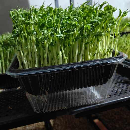 枣庄豌豆苗，支持定制盒装及高度