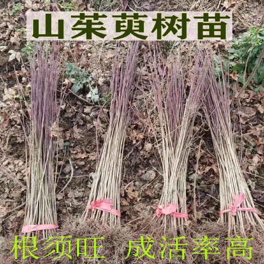 嵩县河南山茱萸树苗药材山萸肉种苗基地直供
