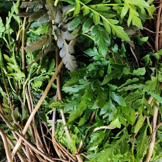 天然一朵云 阴地蕨