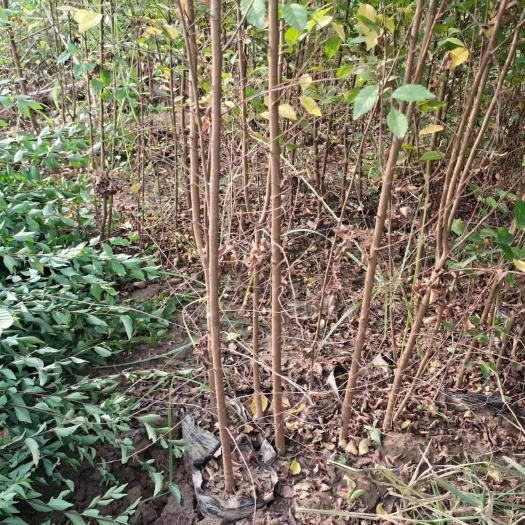 营养杯白榆