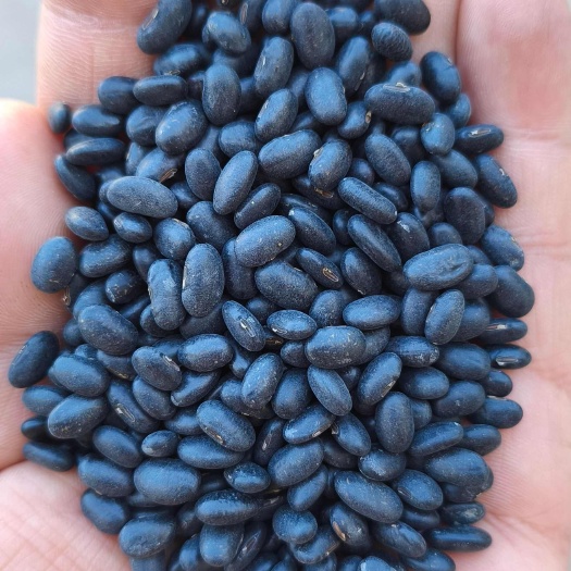 24年小黑豆肾形赤峰黑豆厂家直销芽苗菜用豆 黄仁黑豆商品用豆