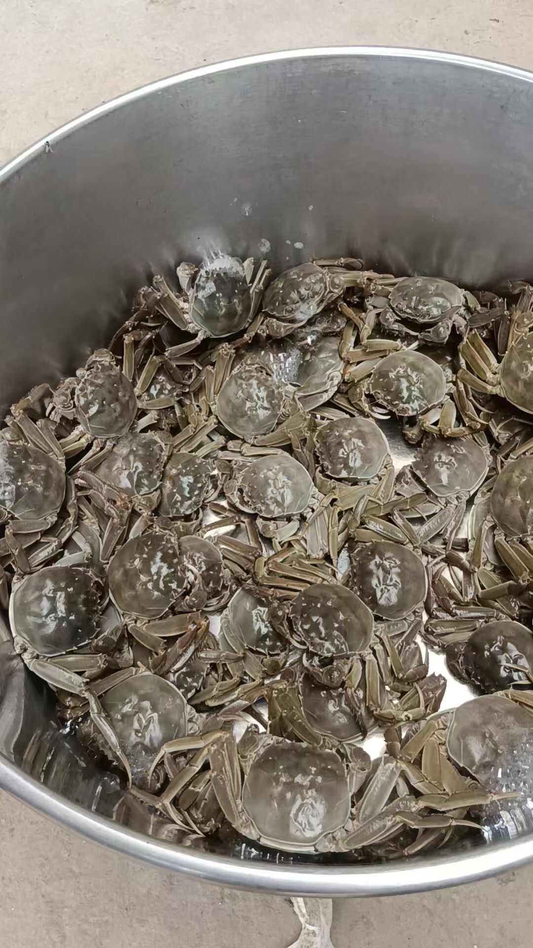 现货江苏大闸蟹母蟹螃蟹供酒店、零售店、自助餐饭店、每天报价