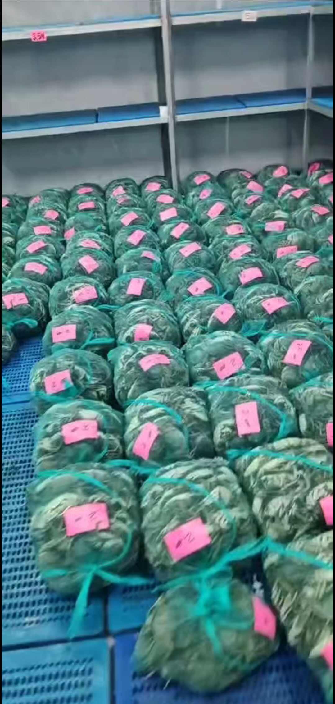 现货江苏大闸蟹母蟹螃蟹供酒店、零售店、自助餐饭店、每天报价