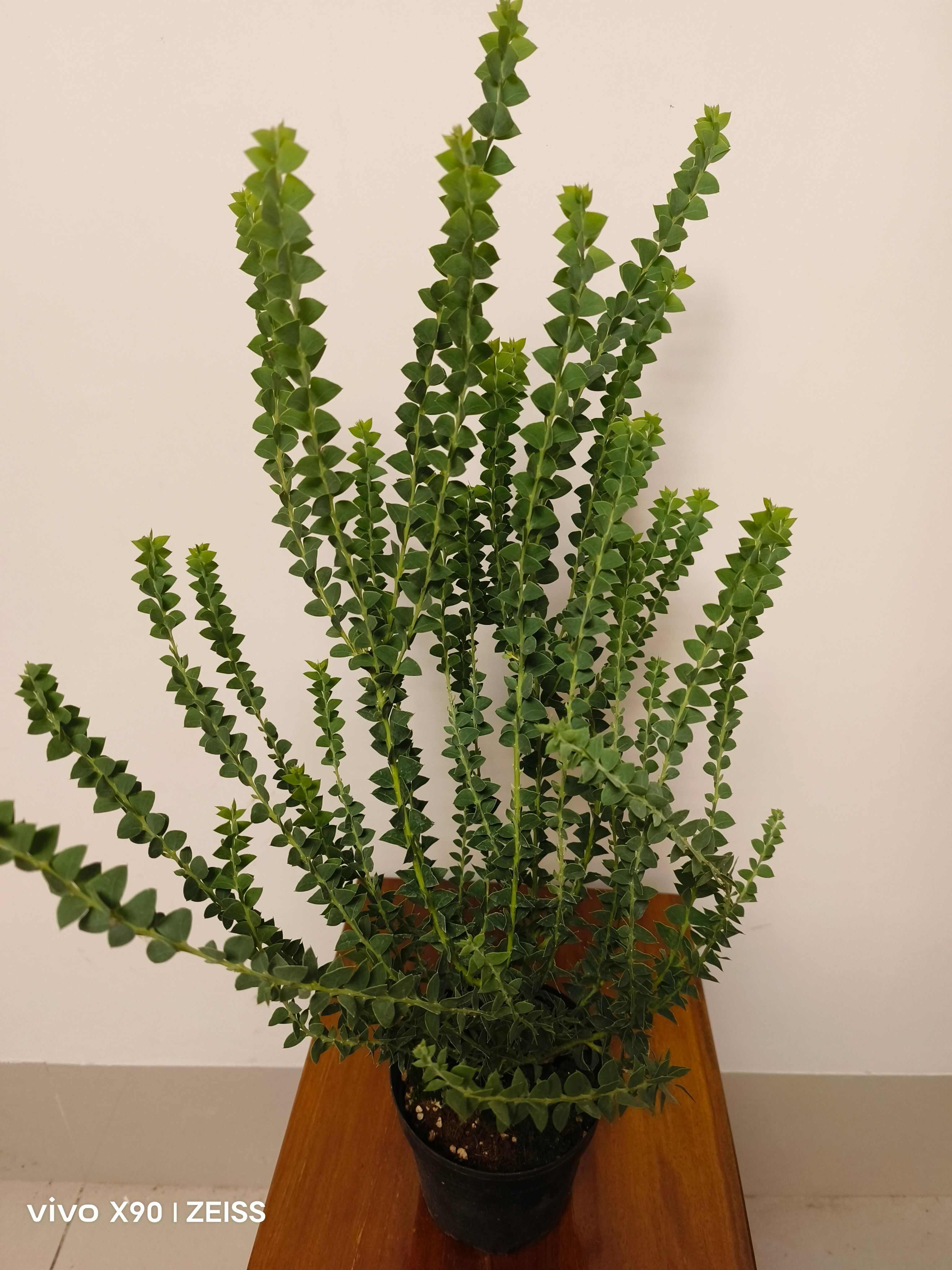 尤加利盆栽三角叶蓝宝贝苹果细叶，叶子有香味家用还可以净化空气