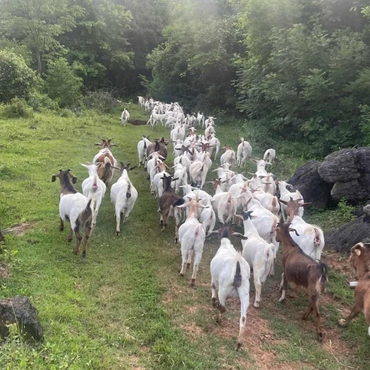 南京散养小山羊，欢迎老板来采购