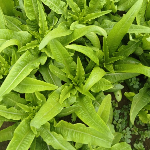 南通油麥菜上海青奶白菜，各種蔬菜
