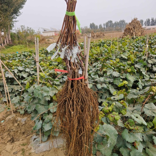 昌黎县阳光玫瑰葡萄苗