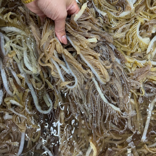 成都毛肚黑千层 千层肚  厂家直销 ，火锅店 麻辣烫 冒菜店可用