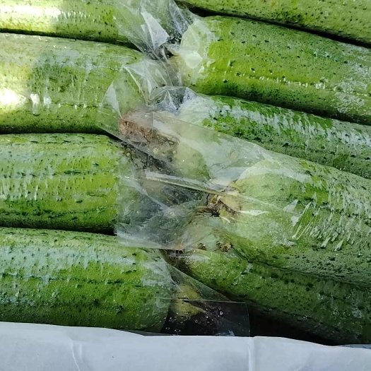遂溪县肉丝瓜