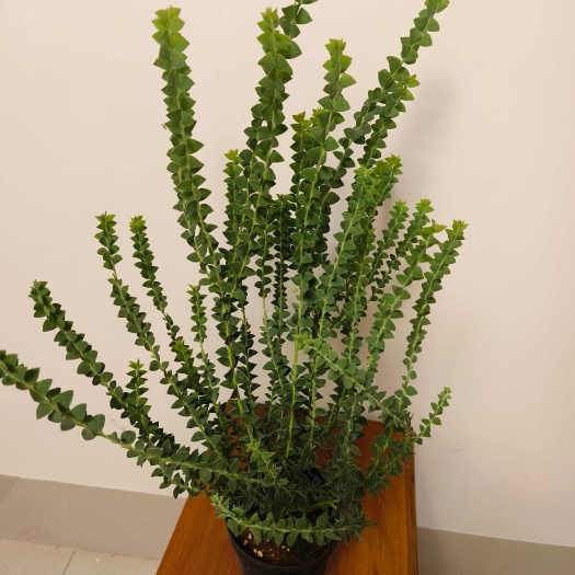 宜良县尤加利盆栽三角叶蓝宝贝苹果细叶，叶子有香味家用还可以净化空气