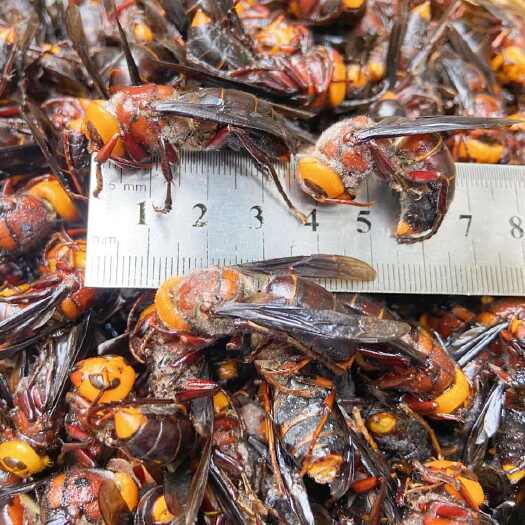 广州2024年货，冷冻虎头蜂老蜂，大土蜂老蜂，活体速冻，不泡水