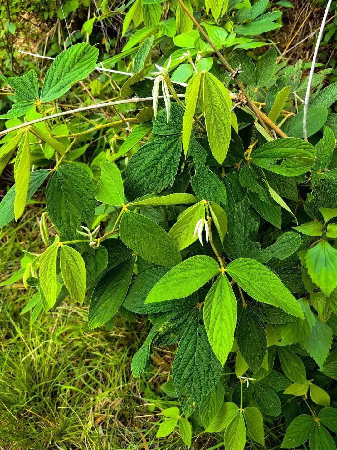 云南千斤红千斤拔2斤包邮干货切片
