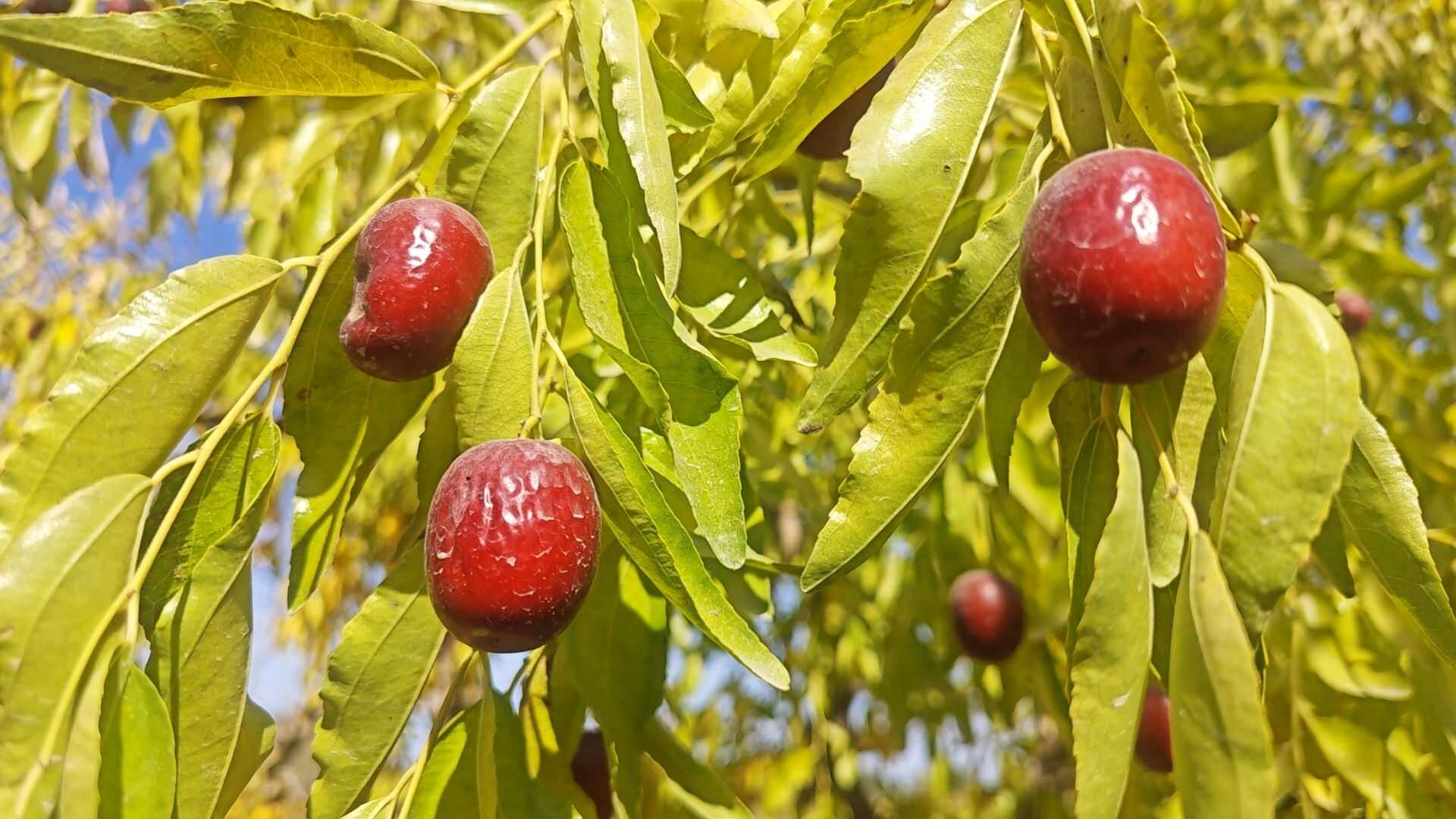 新疆2024年阿克苏小户种植自然吊干灰枣