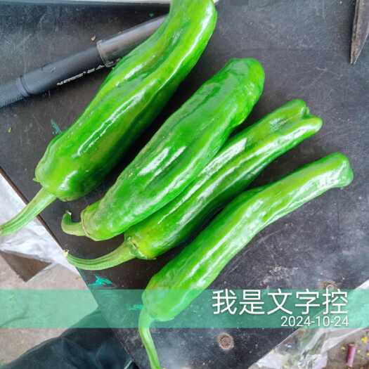 钟祥市湘研55号